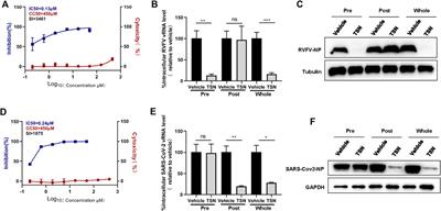 Screening of a Small Molecule Compound Library Identifies Toosendanin as an Inhibitor Against Bunyavirus and SARS-CoV-2